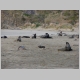 6. de Nieuw-Zeelandse Hooker zeeleeuwen zijn al wakker.JPG